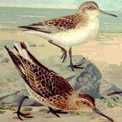 Broad-billed Sandpiper